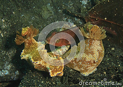 Nudibranches â€“ Ceratosoma sp 3 Stock Photo